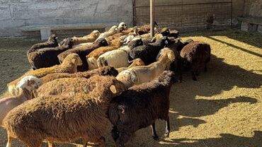 продажа баранов в бишкеке: Продаю | Баран (самец), Овца (самка), Ягненок | Для разведения | Кастрированные, Котные, Матка