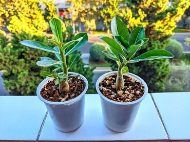 Otaq bitkiləri: Adenium. Adenium Obessum şitilləri. Torpaqlarına pemza, perlit, torf