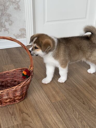 akita inu baku: Akita-inu, 2 ay, Erkek, Peyvəndli, Ödənişli çatdırılma