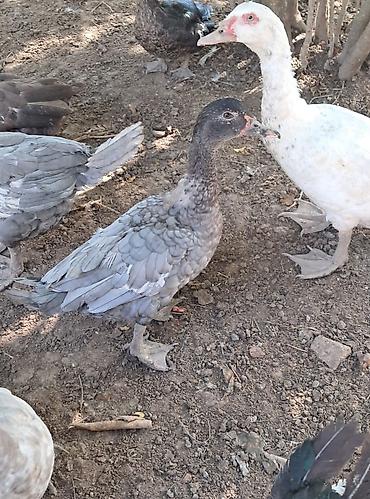 pitbul satışı: Erkək, | Lal ördək, Damazlıq — 10