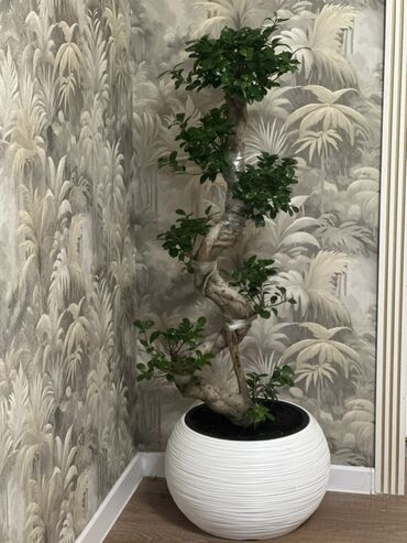 искусственный дерево: Бансай в стильном кашпо - Крупное деревце с изящным извитым стволом и