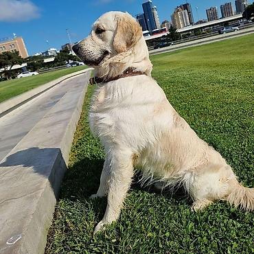 tap.az it satisi: Labrador-retriver, 5 il, Erkək — 1
