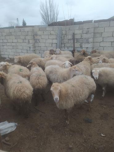 Digər kənd təsərrüfatı heyvanları: Digər kənd təsərrüfatı heyvanları — 7