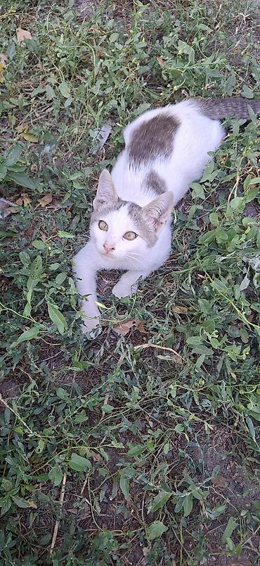 коты бишкек: Котята, белые с пятнышками серого и чёрного цвета. Короткошёрстные, с — 1