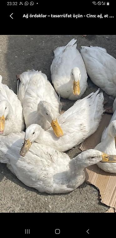 Сельхозптицы: Ağ ördəklər – təsərrüfat üçün - Cins: ağ, ət və yumurta yönümlü - — 1