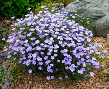 Toxumlar: Растения на заказ и в продаже кому интересно пишите -da lalafo.az — 2 Toxumlar: Растения на заказ и в продаже кому интересно пишите — 2