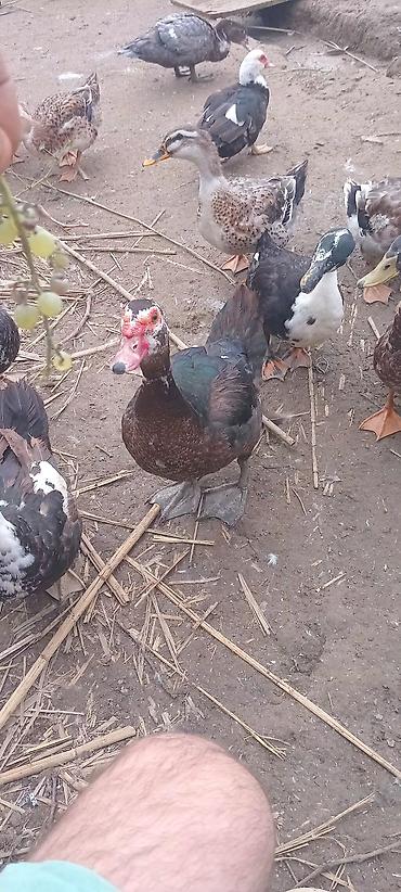 krasnadar ordək: Məhsul: Ördəklər (Muskus/Indoutka və yerli qarışıq cinslər) 20m — 3