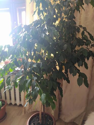 denejnoe derevo: Большое дерево фикуса -бенжамина. Идеально для офисов