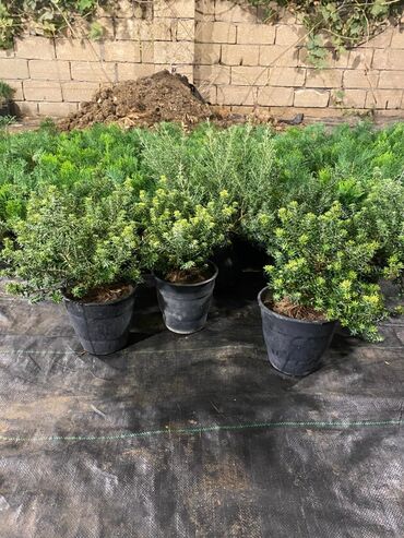 Ağaclar: Dekorativ çöl bitkilərinin satışı və Sifarişlə yetişdirilməsi.Satış -da lalafo.az — 23 Ağaclar: Dekorativ çöl bitkilərinin satışı və Sifarişlə yetişdirilməsi.Satış — 23