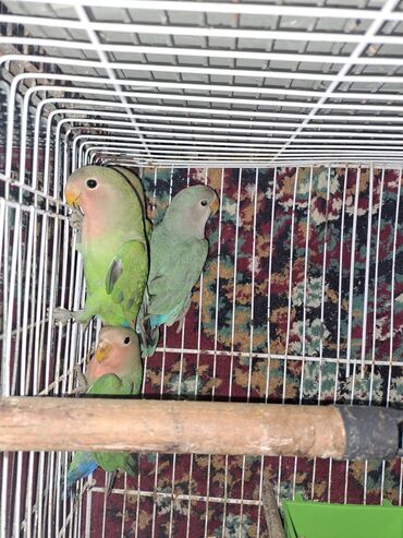 Tutuquşları: Hazir cut bala vermis quslardi qefessiz sekilde balalarida var ama — 7