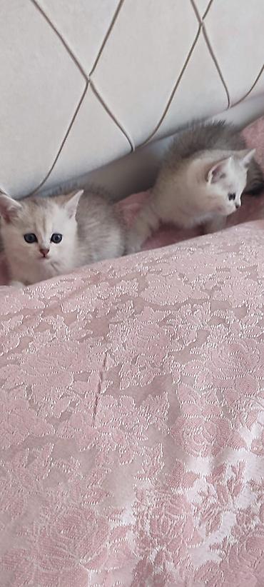 Pişiklər: Britan — 13