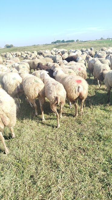 Qoyunlar, qoçlar: Qoyun sürüsü – ət və süd istiqamətli yerli cinslər - Şəkillərdə geniş -da lalafo.az — 23 Qoyunlar, qoçlar: Qoyun sürüsü – ət və süd istiqamətli yerli cinslər - Şəkillərdə geniş — 23