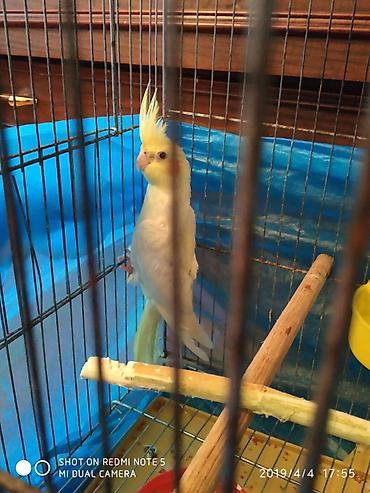 bulbul satılır: Diqqet quslarin altinin ve yerinin temizliyine fikir verin — 8