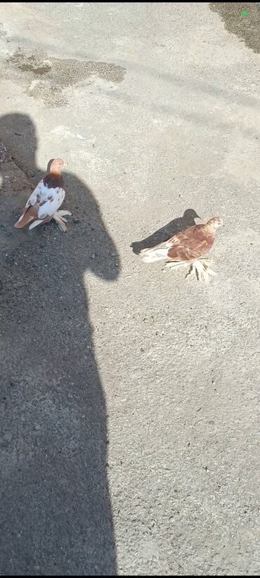 susar quşu: Ağ və qəhvəyi rənglərdə olan iki dənə göyərçin. Göyərçinlərin