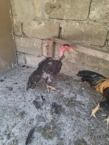 Kənd təsərrüfatı quşları: Xoruz, Heyratı, il: 2, Ödənişli çatdırılma — 6