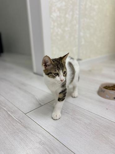котята кант: Отдам двух котят мальчиков в хорошие руки. Малышам 3,5 месяца. На — 6