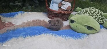 сибирские коты: Готовятся к бронированию чисто кровные плюшивые шотландские котята