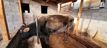 продаю связи с переездом: Башка жаныбарлар lalafo.kg да продаю связи с переездом: Башка жаныбарлар