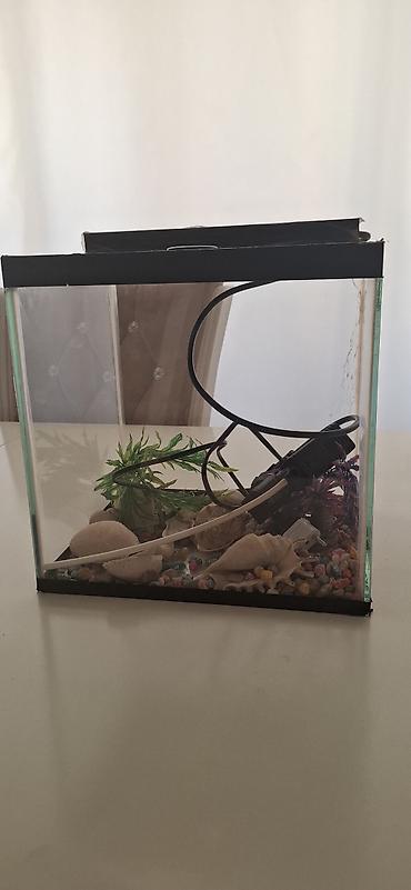 akvarium gəncə: Akvaryum seti – kiçik ölçülü şüşə akvarium, qapaqlı. Xüsusiyyətlər: - — 2