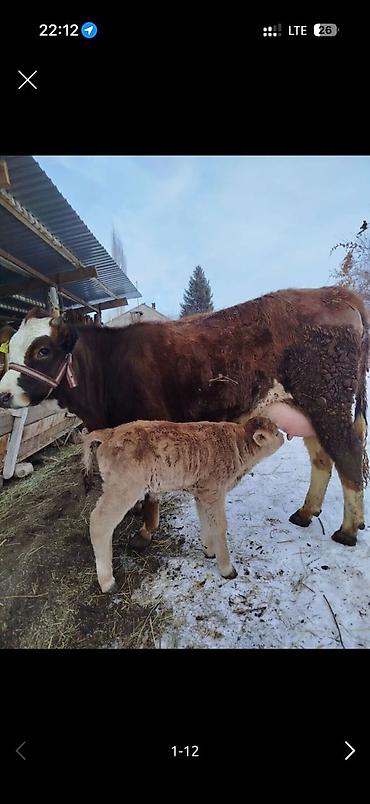 Коровы, быки: Продаю | Корова (самка) | Для молока | После отела — 9
