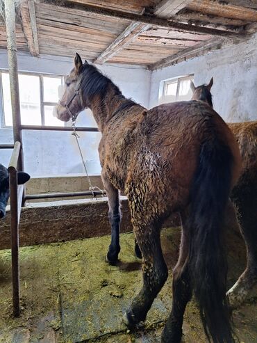 отдам даром вислоухого котенка: Продаю | Жеребец | Полукровка | Рабочий