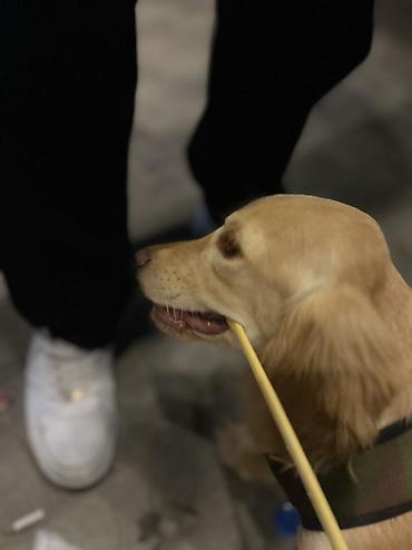 golden retriever golden: Koker spaniyel, Dişi, Peyvəndli, Ünvandan götürmə — 2
