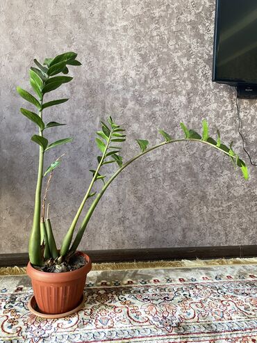 морилка для дерева: Здоровый и красивый комнатный цветок Долларовое дерево. Супер Нова