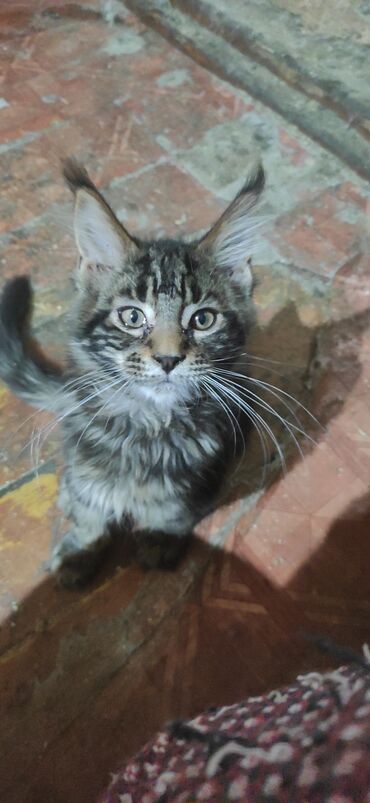 Коты: Продается чистокровный котик Мейн - Кун К лотку приучин . Родился 7
