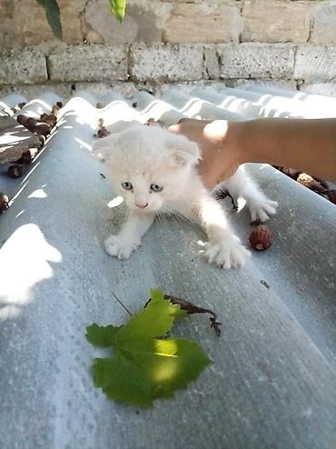 yem satisi: Ünvandan götürmə — 6