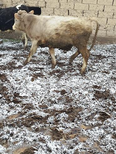 Коровы, быки: Продаю | Бык (самец), Тёлка | Для разведения — 5