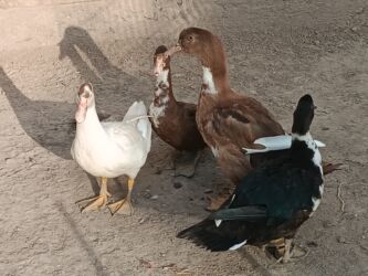 купить домашних курей: Индоутки 4 штуки