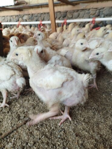 Животные: Продаю | Цыплята | Арбор айкрес | Для разведения