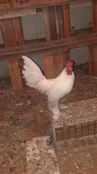 danişan quş: Yaponkalar. bidene xoruz iki edet fereler. ferenin biri yumurtaxdi