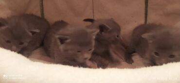 Pişiklər: Britan, Erkək, Dişi — 11