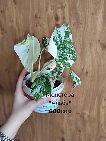 Другие комнатные растения: Комнатные растения — саженцы и черенки. 1) Живое дерево (лечебное) — — 5