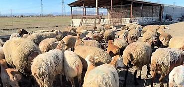 cins keciler: Erkək, il: 1, Damazlıq, Pulsuz çatdırılma — 6