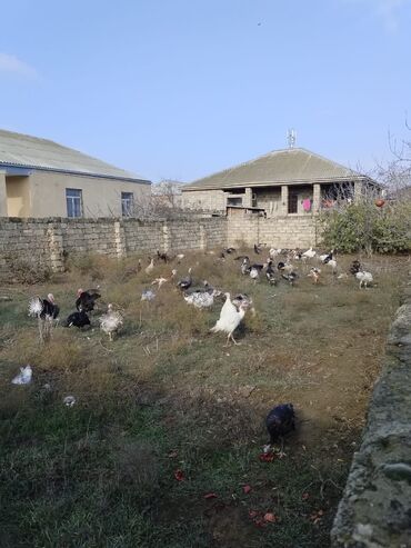 Hinduşka: Məhsul: Hind quşları (Biq 6 və “Beyləqan” sortları) Təsvir: - — 7