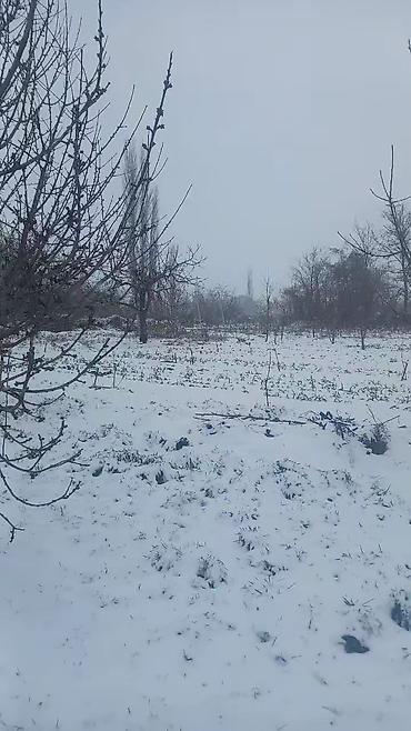 Torpaq sahələrinin satışı: 65 sot, Kənd təsərrüfatı — 10