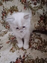 menks cinsi pişik: Шиншилла, Самец, В добрые руки, Платная доставка