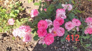 Садовые цветы и кустарники: Саженцы цветка: Розы — 4