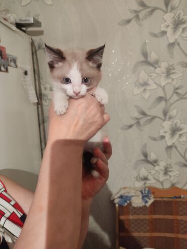 котёнок бесплатно: Элитный сиамский очень красивый голубоглазый котёнок мальчик 2 месяца
