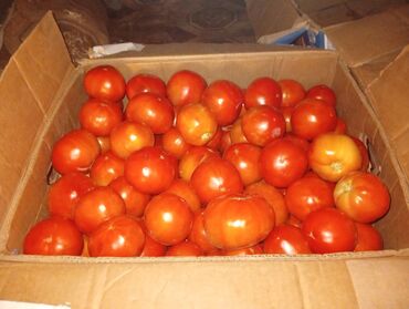 мясо с доставкой бишкек: Помидоры Красные
