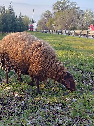 mal bazarı: Qoyunlar – ət, süd və yun üçün - Cins: yerli quyruqlu (yağlı quyruq) — 4