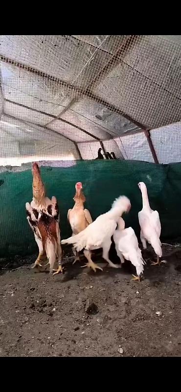 Cücələr: Toyuq cücələri, Damazlıq — 2