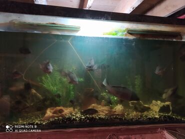 Salam akvarium satılır hamısı bir yerdə 1 bio filteri bütün