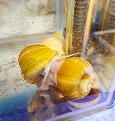 akvarium az: İri ölçüdə akvariumu temizleyen ilbizlerimiz artiq yem qaliqlari ve — 2