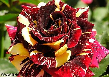 Роза: Саженцы — 15