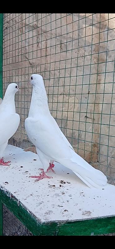 tap az yumurtlayan toyuqlar: Salam qarni tutmuş heyvanlardi ən az 4-5 saat uçuşlari var.Gözlərdə — 4