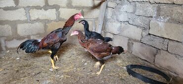 Xoruzlar: Xoruz, Heyratı, il: 1, Ünvandan götürmə — 5