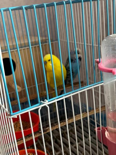 Bülbüllər: 1 cut vistivka ve cut valnis papuqay hazir cavan cutlerdi — 3